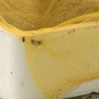 såning af blomsterfrø såning af blomsterfrø